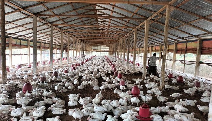 Poultry Farm
