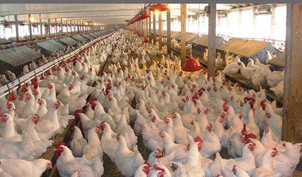 Poultry Farm