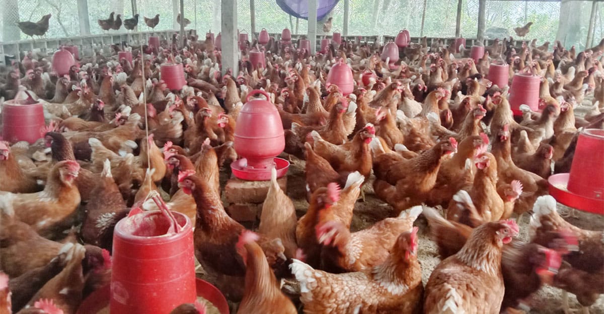 Poultry Farm